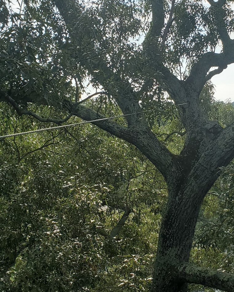 Tree cabling structural support